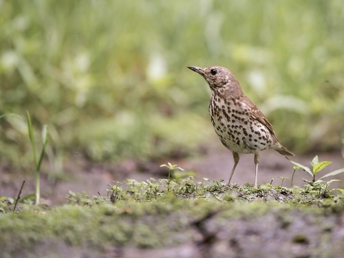 Drozd śpiewak (ang. Song Thrush, łac. Turdus philomelos) - 6457- Fotografia Przyrodnicza - WlodekSmardz.pl