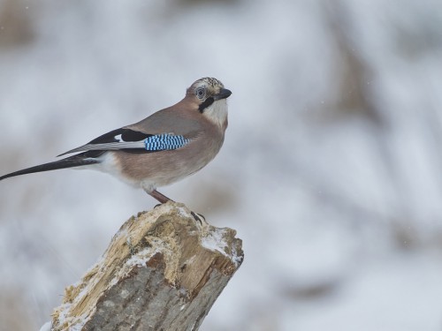 Sójka (ang. Eurasian Jay, łac. Garrulus glandarius) - 0952- Fotografia Przyrodnicza - WlodekSmardz.pl