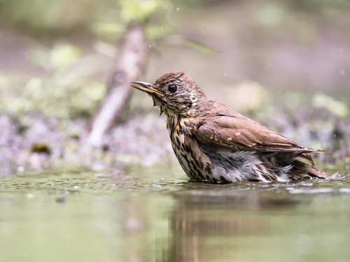 Drozd śpiewak (ang. Song Thrush, łac. Turdus philomelos) - 6519- Fotografia Przyrodnicza - WlodekSmardz.pl