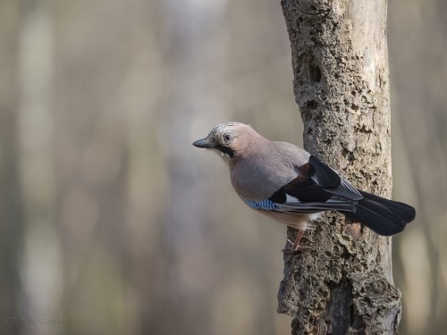 Sójka (ang. Eurasian Jay, łac. Garrulus glandarius) - 7345 - Fotografia Przyrodnicza - WlodekSmardz.pl