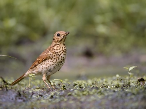 Drozd śpiewak (ang. Song Thrush, łac. Turdus philomelos) - 6707- Fotografia Przyrodnicza - WlodekSmardz.pl