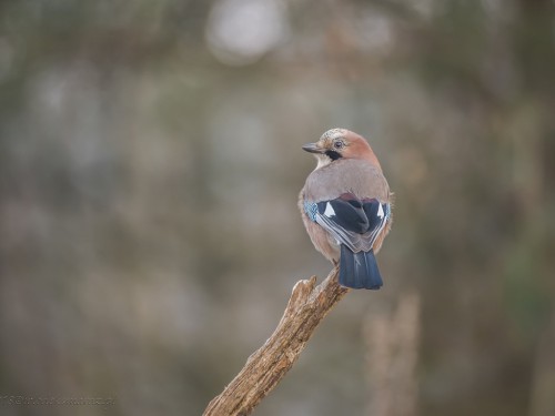 Sójka (ang. Eurasian Jay, łac. Garrulus glandarius) - 7555 - Fotografia Przyrodnicza - WlodekSmardz.pl