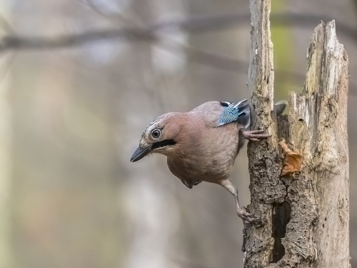 Sójka (ang. Eurasian Jay, łac. Garrulus glandarius) - 9340 - Fotografia Przyrodnicza - WlodekSmardz.pl