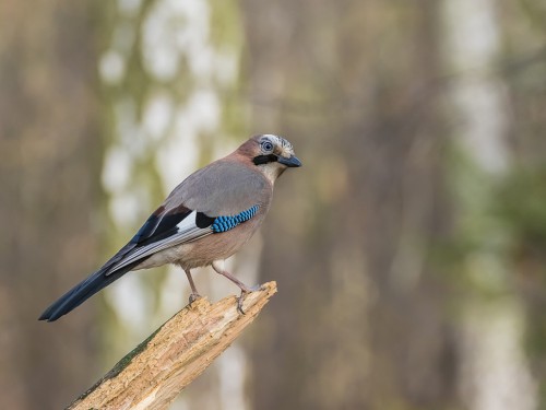 Sójka (ang. Eurasian Jay, łac. Garrulus glandarius) - 9309 - Fotografia Przyrodnicza - WlodekSmardz.pl