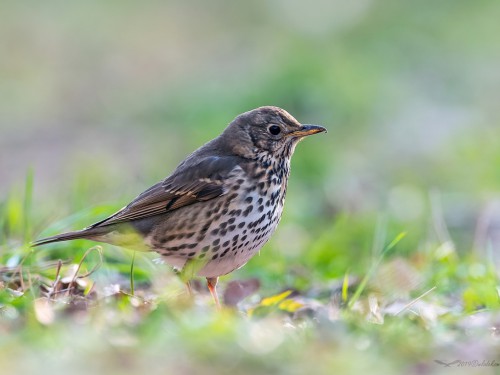 Drozd śpiewak (ang. Song Thrush, łac. Turdus philomelos) - 3637- Fotografia Przyrodnicza - WlodekSmardz.pl