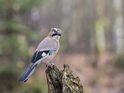 Sójka (ang. Eurasian Jay, łac. Garrulus glandarius) - 9266 - Fotografia Przyrodnicza - WlodekSmardz.pl