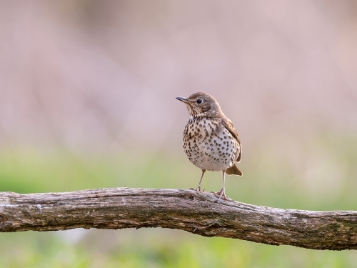 Drozd śpiewak (ang. Song Thrush, łac. Turdus philomelos) - 3572- Fotografia Przyrodnicza - WlodekSmardz.pl