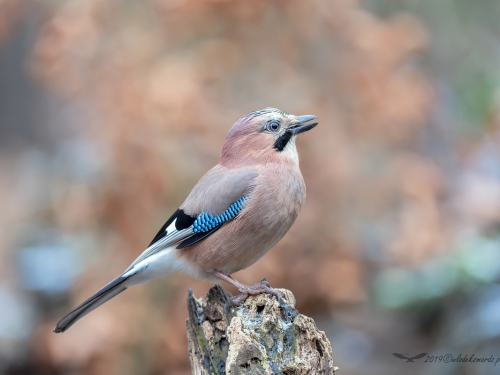 Sójka (ang. Eurasian Jay, łac. Garrulus glandarius) - 2815 - Fotografia Przyrodnicza - WlodekSmardz.pl