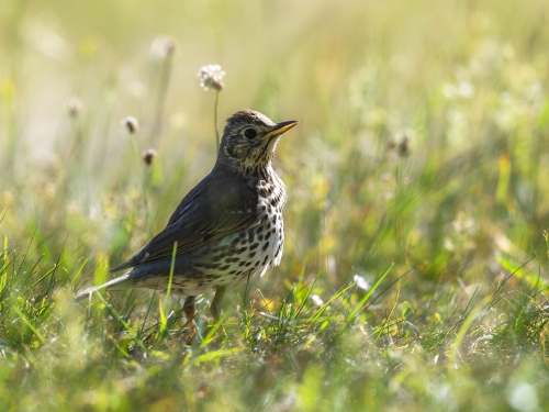 Drozd śpiewak (ang. Song Thrush, łac. Turdus philomelos) - 7433- Fotografia Przyrodnicza - WlodekSmardz.pl