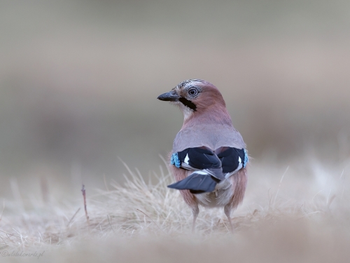 Sójka (ang. Eurasian Jay, łac. Garrulus glandarius) - 1329 - Fotografia Przyrodnicza - WlodekSmardz.pl