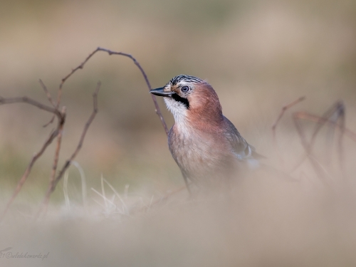 Sójka (ang. Eurasian Jay, łac. Garrulus glandarius) - 1732 - Fotografia Przyrodnicza - WlodekSmardz.pl