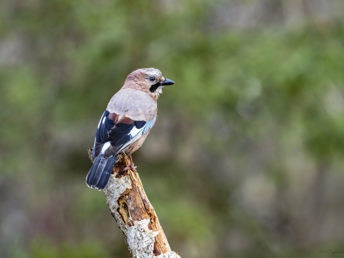 Sójka (ang. Eurasian Jay, łac. Garrulus glandarius) - 5601 - Fotografia Przyrodnicza - WlodekSmardz.pl