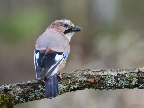 Sójka (ang. Eurasian Jay, łac. Garrulus glandarius) - 5632 - Fotografia Przyrodnicza - WlodekSmardz.pl