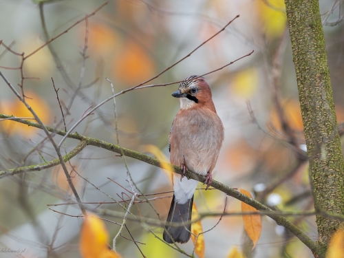 Sójka (ang. Eurasian Jay, łac. Garrulus glandarius) - 5057 - Fotografia Przyrodnicza - WlodekSmardz.pl