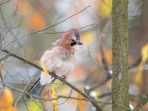 Sójka (ang. Eurasian Jay, łac. Garrulus glandarius) - 5066 - Fotografia Przyrodnicza - WlodekSmardz.pl