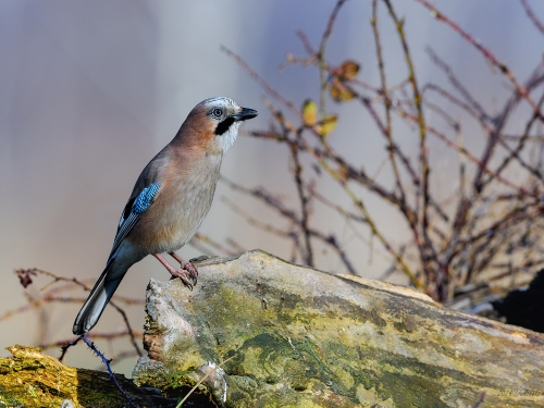 Sójka (ang. Eurasian Jay, łac. Garrulus glandarius) - 6227 - Fotografia Przyrodnicza - WlodekSmardz.pl