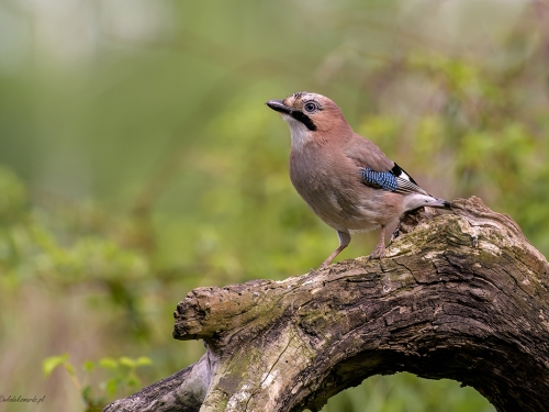 Sójka (ang. Eurasian Jay, łac. Garrulus glandarius) - 9865 - Fotografia Przyrodnicza - WlodekSmardz.pl