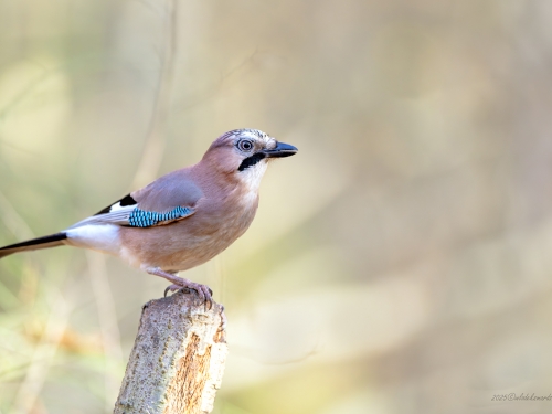 Sójka (ang. Eurasian Jay, łac. Garrulus glandarius) - 1552- Fotografia Przyrodnicza - WlodekSmardz.pl