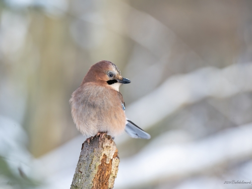 Sójka- Fotografia Przyrodnicza - WlodekSmardz.pl