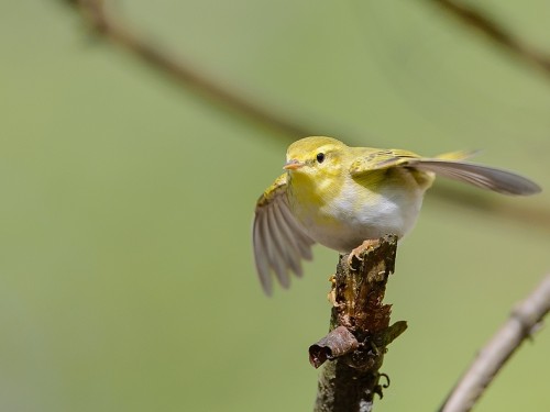 Świstunka leśna (ang. Wood Warbler, łac. Phylloscopus sibilatrix) - 1376- Fotografia Przyrodnicza - WlodekSmardz.pl