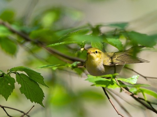Świstunka leśna (ang. Wood Warbler, łac. Phylloscopus sibilatrix) - 1407- Fotografia Przyrodnicza - WlodekSmardz.pl