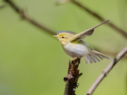 Świstunka leśna (ang. Wood Warbler, łac. Phylloscopus sibilatrix) - 1369- Fotografia Przyrodnicza - WlodekSmardz.pl