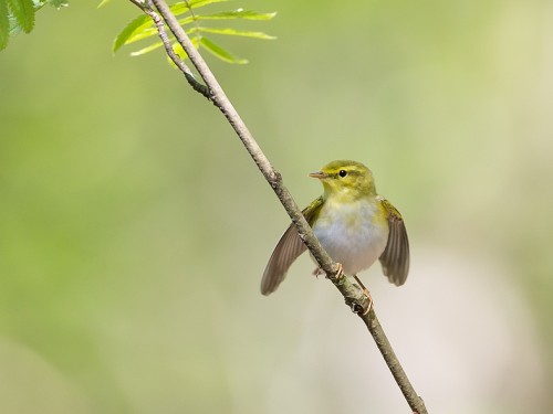 Świstunka leśna (ang. Wood Warbler, łac. Phylloscopus sibilatrix) - 1502- Fotografia Przyrodnicza - WlodekSmardz.pl