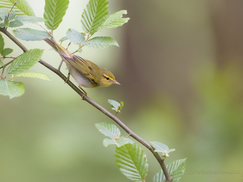 Świstunka leśna (ang. Wood Warbler, łac. Phylloscopus sibilatrix) - 0133 - Fotografia Przyrodnicza - WlodekSmardz.pl