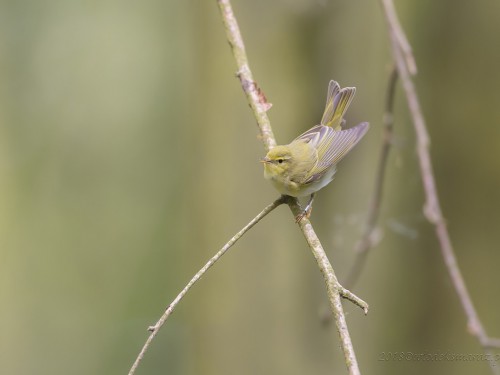 Świstunka leśna (ang. Wood Warbler, łac. Phylloscopus sibilatrix) - 0163 - Fotografia Przyrodnicza - WlodekSmardz.pl