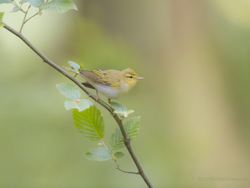 Świstunka leśna (ang. Wood Warbler, łac. Phylloscopus sibilatrix) - 0168 - Fotografia Przyrodnicza - WlodekSmardz.pl