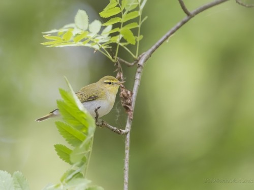 Świstunka leśna (ang. Wood Warbler, łac. Phylloscopus sibilatrix) - 13976 - Fotografia Przyrodnicza - WlodekSmardz.pl