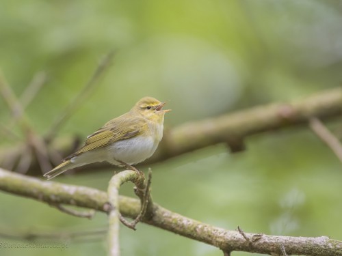 Świstunka leśna (ang. Wood Warbler, łac. Phylloscopus sibilatrix) - 4012 - Fotografia Przyrodnicza - WlodekSmardz.pl