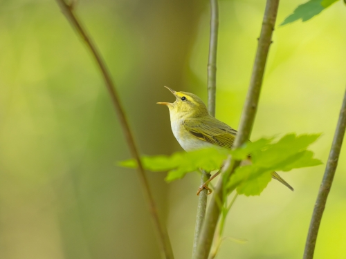 Świstunka leśna (ang. Wood Warbler, łac. Phylloscopus sibilatrix) - 5507- Fotografia Przyrodnicza - WlodekSmardz.pl