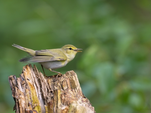 Świstunka leśna (ang. Wood Warbler, łac. Phylloscopus sibilatrix) - 9016- Fotografia Przyrodnicza - WlodekSmardz.pl