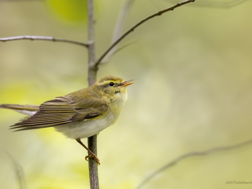 Świstunka leśna (ang. Wood Warbler, łac. Phylloscopus sibilatrix) - 9023- Fotografia Przyrodnicza - WlodekSmardz.pl