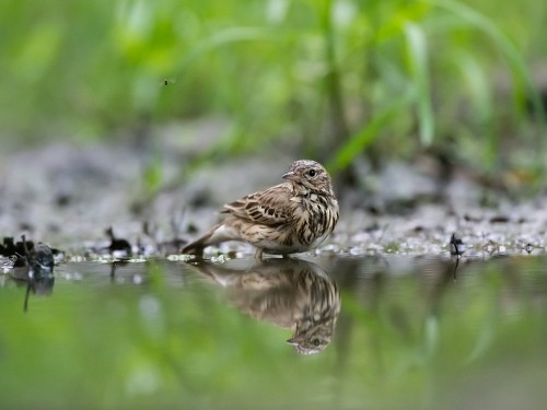 Świergotek drzewny (ang. Tree Pipit, łac. Anthus trivialis) - 2694- Fotografia Przyrodnicza - WlodekSmardz.pl