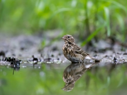 Świergotek drzewny (ang. Tree Pipit, łac. Anthus trivialis) - 2690- Fotografia Przyrodnicza - WlodekSmardz.pl