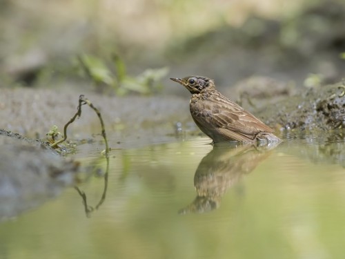 Świergotek drzewny (ang. Tree Pipit, łac. Anthus trivialis) - 4944- Fotografia Przyrodnicza - WlodekSmardz.pl