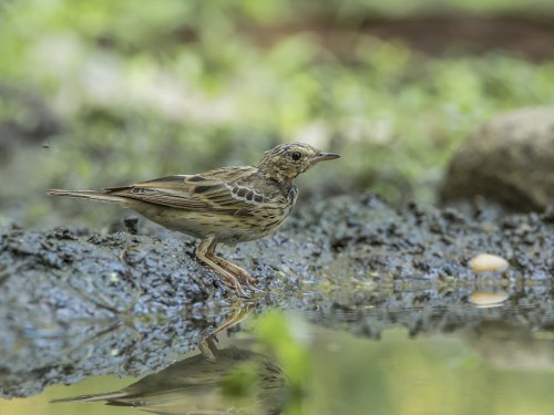 Świergotek drzewny (ang. Tree Pipit, łac. Anthus trivialis) - 5254- Fotografia Przyrodnicza - WlodekSmardz.pl