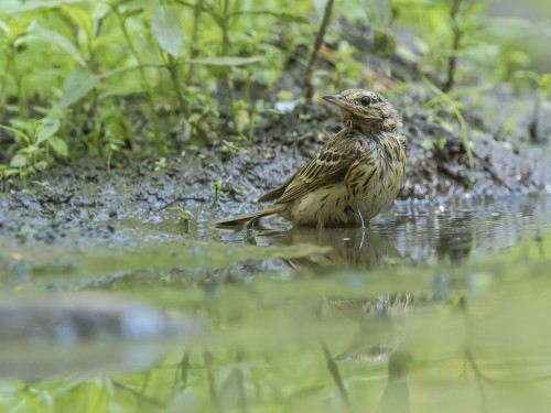 Świergotek drzewny (ang. Tree Pipit, łac. Anthus trivialis) - 5290- Fotografia Przyrodnicza - WlodekSmardz.pl