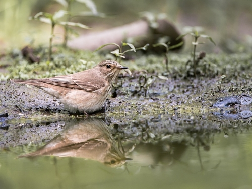 Muchołówka szara (ang. Spotted Flycatcher, łac. Muscicapa striata) - 3668- Fotografia Przyrodnicza - WlodekSmardz.pl