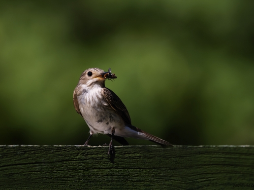 Muchołówka szara (ang. Spotted Flycatcher, łac. Muscicapa striata) - 1437- Fotografia Przyrodnicza - WlodekSmardz.pl