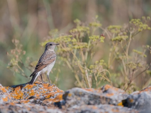 Białorzytka pstra (ang. Pied Wheatear, łac. Oenanthe pleschanka) - 4185 - Fotografia Przyrodnicza - WlodekSmardz.pl