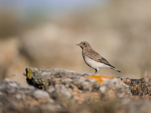 Białorzytka pstra (ang. Pied Wheatear, łac. Oenanthe pleschanka) - 4284 - Fotografia Przyrodnicza - WlodekSmardz.pl