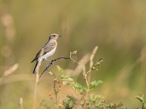 Białorzytka pstra (ang. Pied Wheatear, łac. Oenanthe pleschanka) - 4172 - Fotografia Przyrodnicza - WlodekSmardz.pl