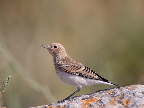 Białorzytka pstra (ang. Pied Wheatear, łac. Oenanthe pleschanka) - 4196 - Fotografia Przyrodnicza - WlodekSmardz.pl