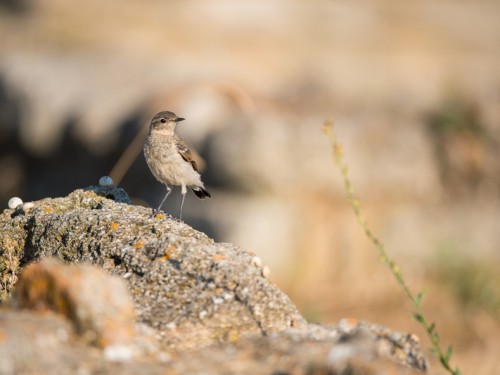 Białorzytka pstra (ang. Pied Wheatear, łac. Oenanthe pleschanka) - 4222 - Fotografia Przyrodnicza - WlodekSmardz.pl