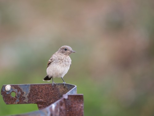 Białorzytka pstra (ang. Pied Wheatear, łac. Oenanthe pleschanka) - 4259 - Fotografia Przyrodnicza - WlodekSmardz.pl