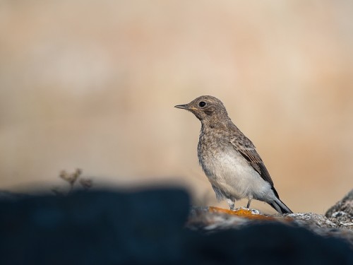 Białorzytka pstra (ang. Pied Wheatear, łac. Oenanthe pleschanka) - 4272 - Fotografia Przyrodnicza - WlodekSmardz.pl