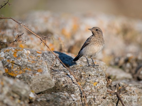 Białorzytka pstra (ang. Pied Wheatear, łac. Oenanthe pleschanka) - 4282 - Fotografia Przyrodnicza - WlodekSmardz.pl